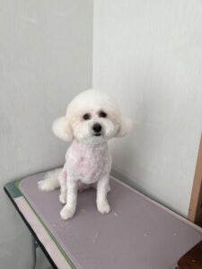 7月8日のわんこたちの写真