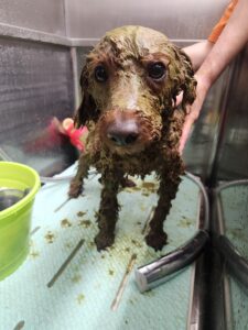 7月6日のわんこたちの写真