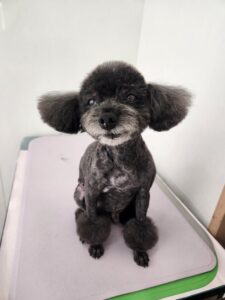 あんこくんのトリミング写真