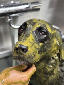 あんちゃんのトリミング写真