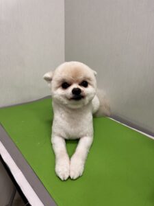 おもちくんのトリミング写真