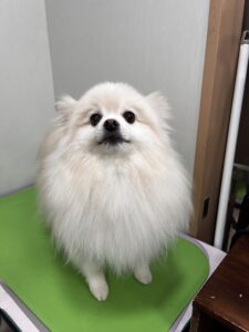 おもちくんのトリミング写真