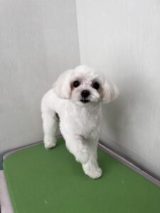 おもちくんのトリミング写真