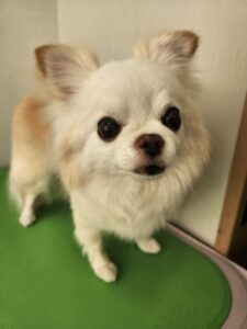カロンちゃんのトリミング写真