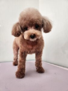 空音(くおん)ちゃんのトリミング写真