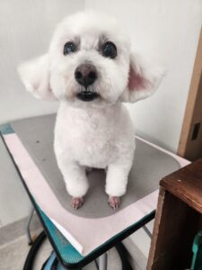 8月18日のわんこたちの写真