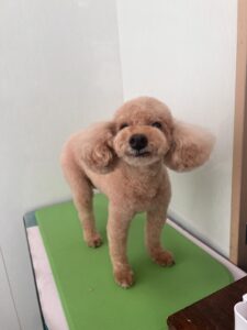 ココアちゃんのトリミング写真