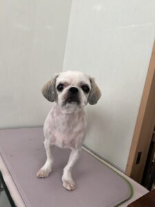 ここみちゃんのトリミング写真