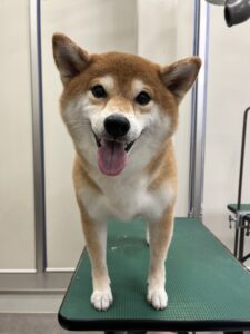 こなつちゃんのトリミング写真