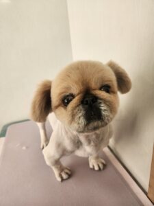 こむぎくんのトリミング写真