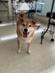 こむぎちゃんのトリミング写真