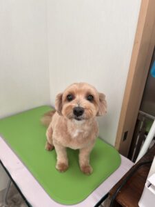 コロくんのトリミング写真