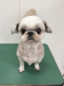 さくらちゃんのトリミング写真