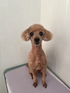さすけくんのトリミング写真