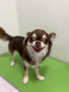 ざらめちゃんのトリミング写真