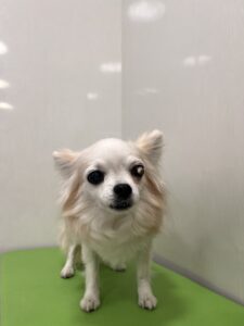 cinnamonちゃんのトリミング写真
