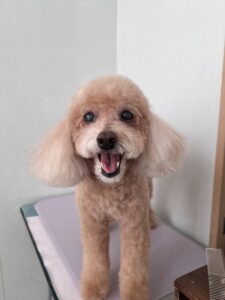 ショコラちゃんのトリミング写真