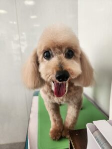 シンバくんのトリミング写真