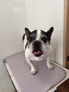 樹音(じゅのん)ちゃんのトリミング写真