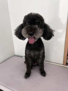 ぜうすくんのトリミング写真