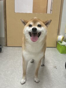 タロくんのトリミング写真