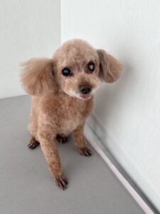 ちゅらちゃんのトリミング写真