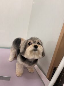 チョコちゃんのトリミング写真