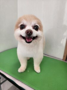 チロくんのトリミング写真