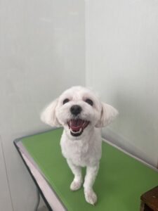 てとくんのトリミング写真