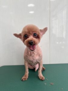 トットくんのトリミング写真