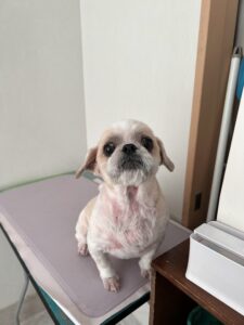なな男(ななお)くんのトリミング写真