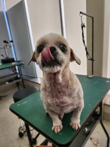 なな男くんのトリミング写真