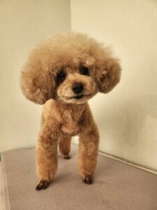 ナナちゃんのトリミング写真
