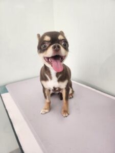 ニコちゃんのトリミング写真