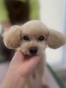 はなちゃんのトリミング写真