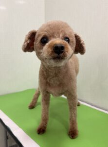 ひいろくんのトリミング写真
