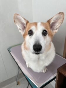 ピースちゃんのトリミング写真