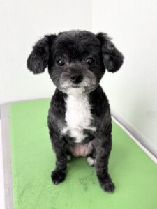 ぷぅちゃんのトリミング写真