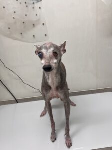 平助(へいすけ)くんのトリミング写真