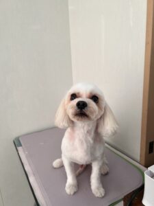 ぺちゃろーくんのトリミング写真