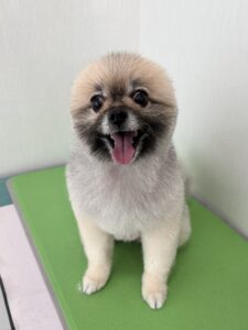8月19日のわんこたちの写真