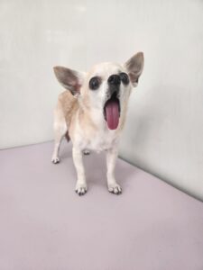 ままちゃんのトリミング写真