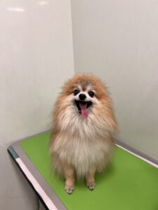 まるくんのトリミング写真