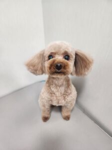まるちゃんのトリミング写真