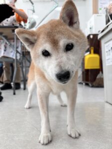 みみちゃんのトリミング写真