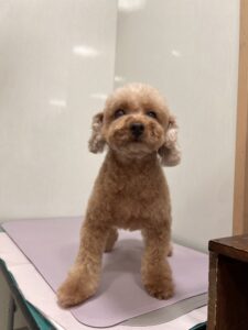 ミランちゃんのトリミング写真