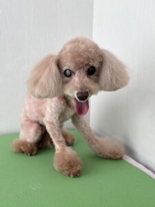 みるくちゃんのトリミング写真