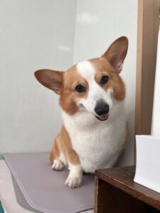 ムギちゃんのトリミング写真