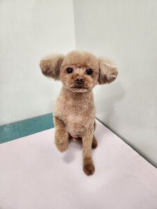 もかちゃんのトリミング写真