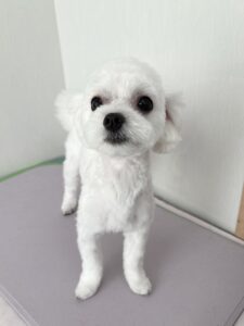 もっちくんのトリミング写真